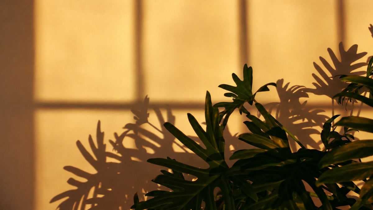 Plant light refraction representing migraine aura or silent migraine