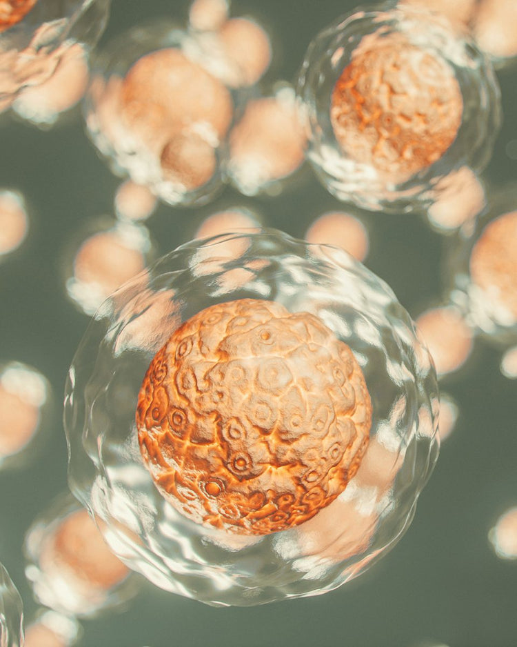 Warm-toned cellular spheres in close-up