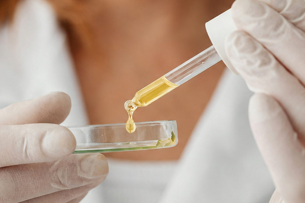 Gloved researcher pipetting yellow liquid into a petri dish
