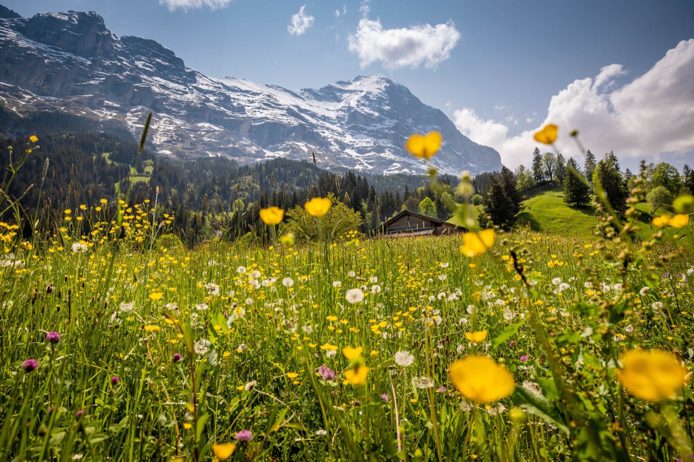 Alpine meadow beneath snow-covered Swiss mountains