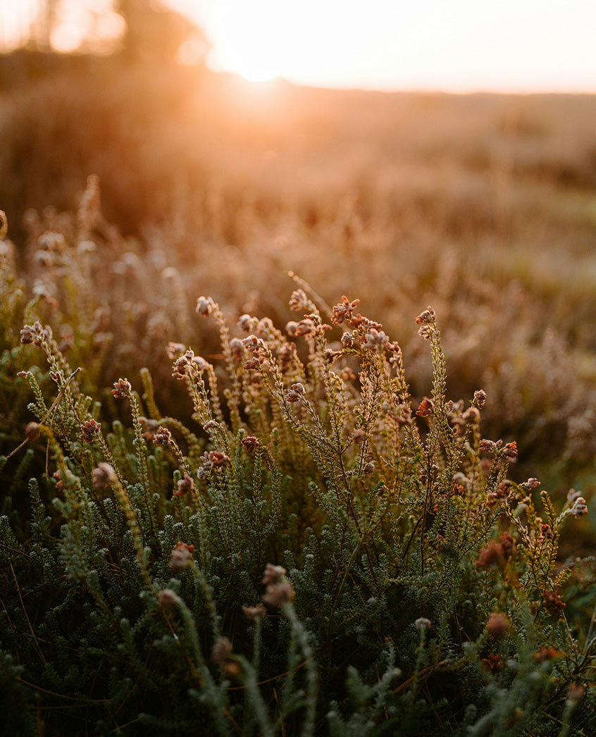 Heather and wild grasses backlit by a low sun