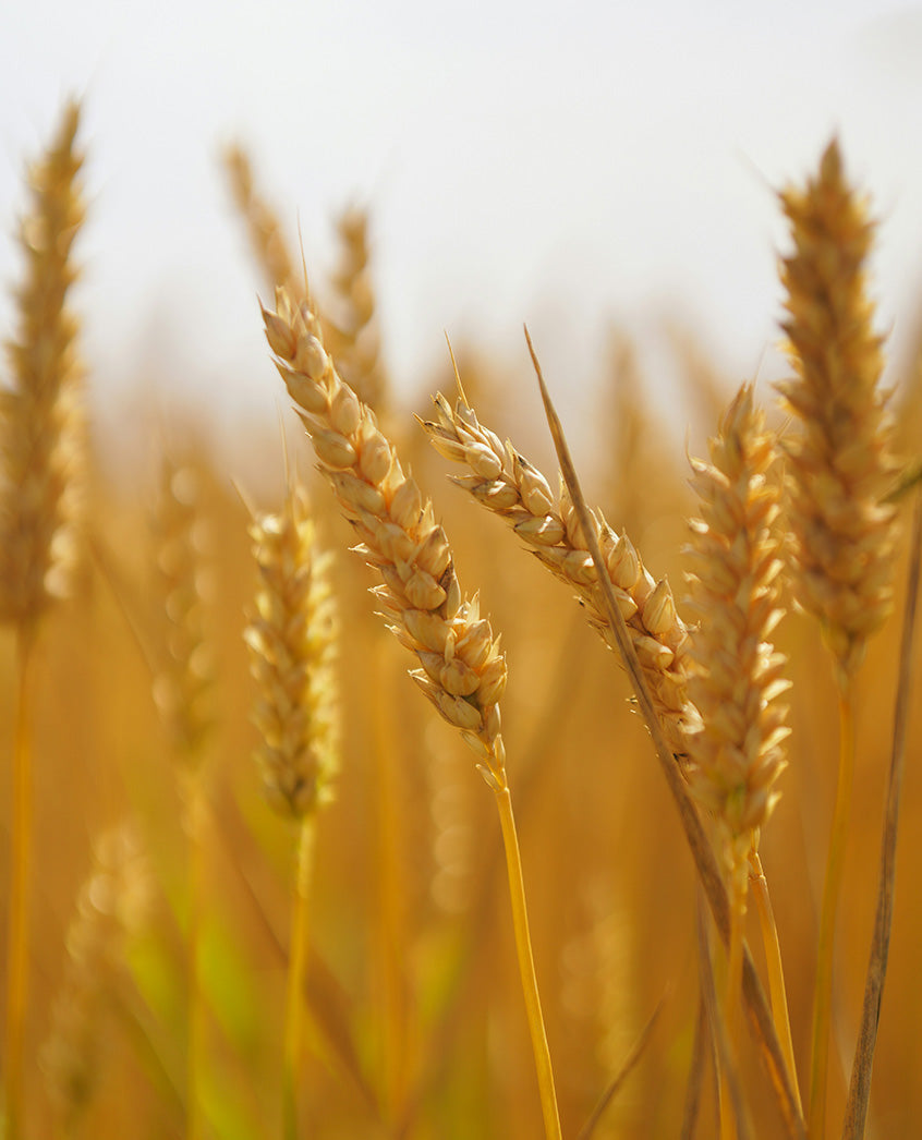 Ears of wheat backlit in golden light