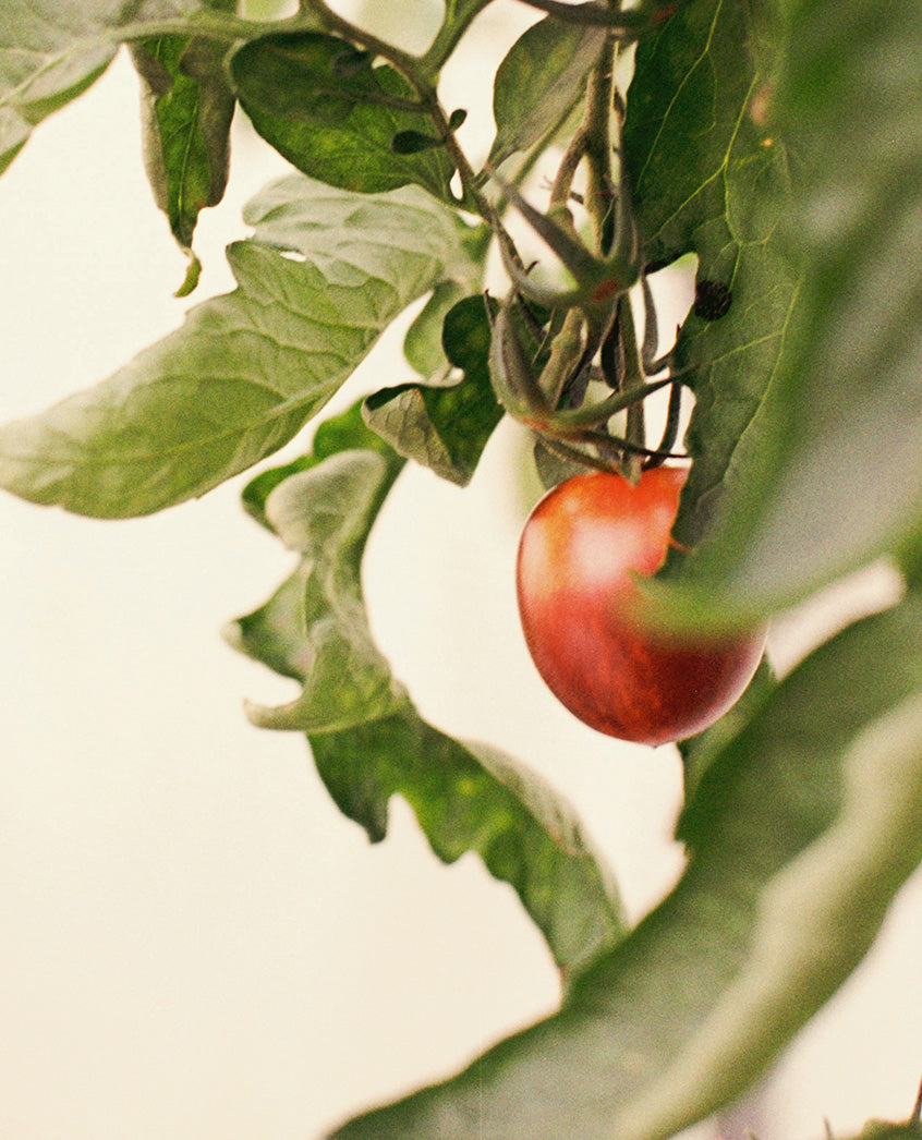 Ripening tomato on the vine