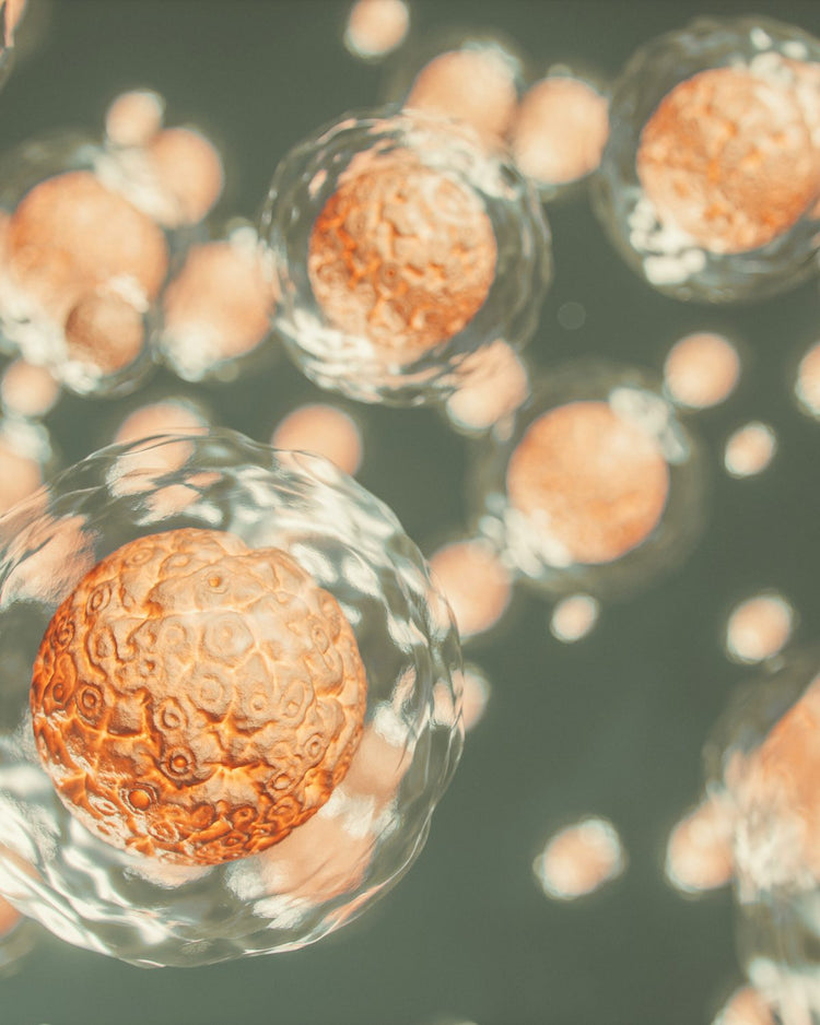 Warm-toned cellular spheres in close-up